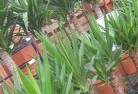 Berringamaplant-nursery-10.jpg; ?>