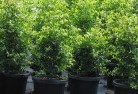 Berringamaplant-nursery-24.jpg; ?>